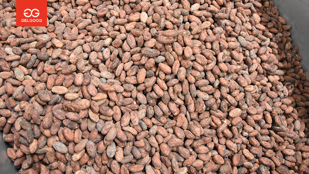 Cocoa Beans